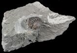Wide, Enrolled Flexicalymene Trilobite In Shale - Ohio #67969-2